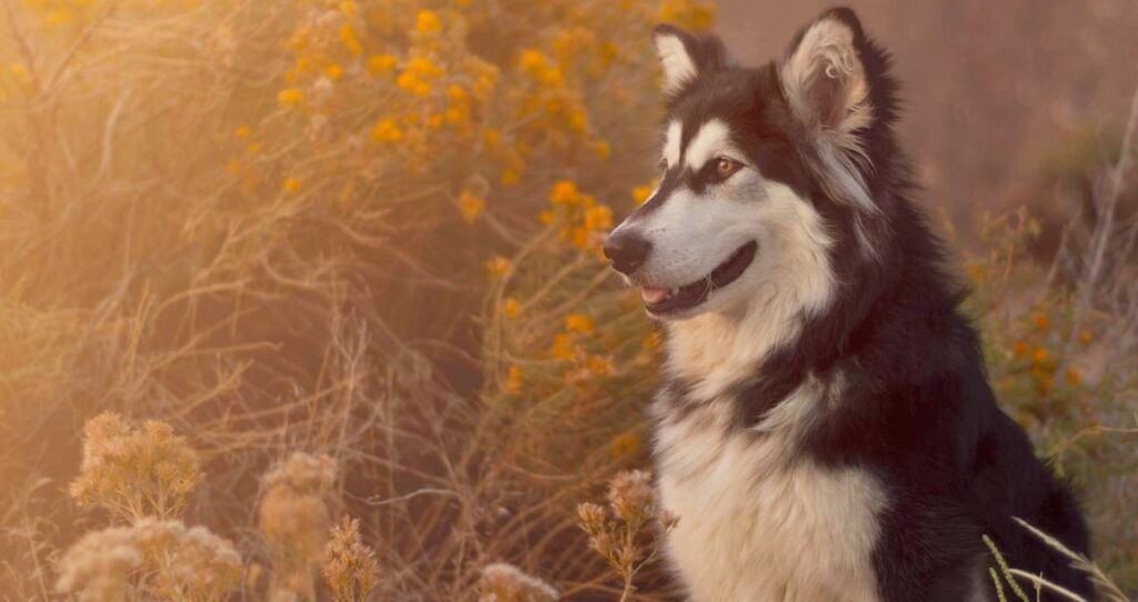 Malamute with orange flowering bush background