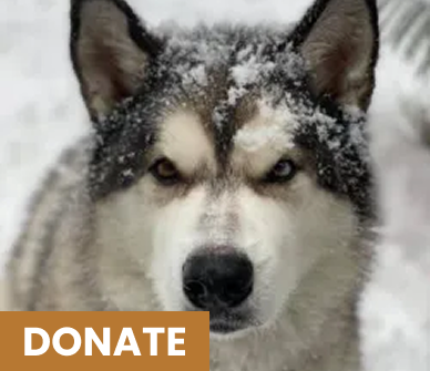 Picture of a malamute with Donate title