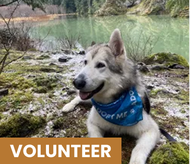 Picture of a malamute with Volunteer title